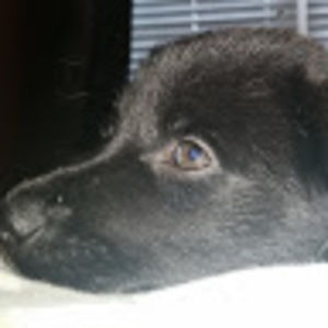 Meet your Posher, Eva